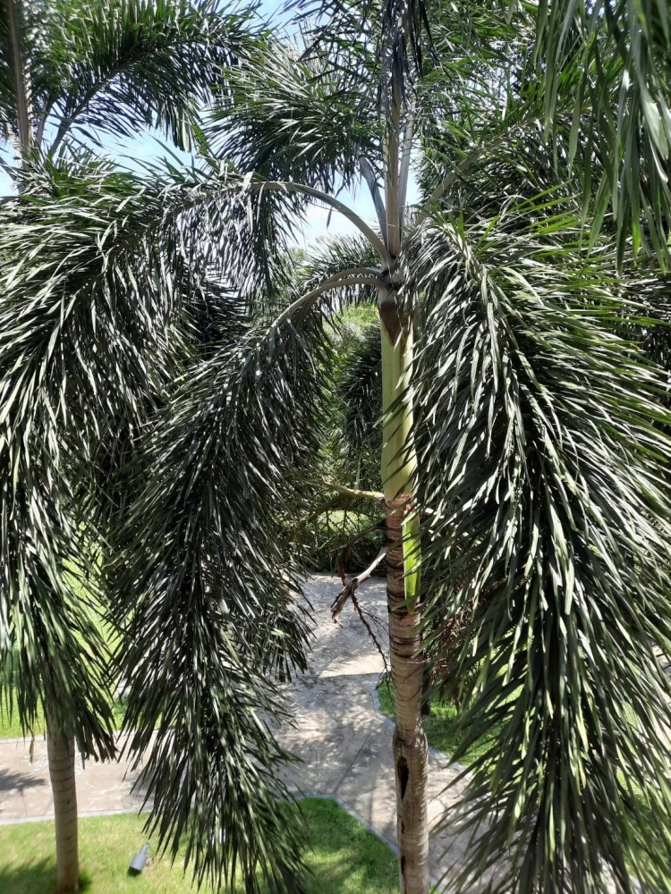 ขาย/ให้เช่า คอนโดทาวน์ นิด้า-เสรีไทย 2 ห้องน่าอยู่ ฟีลดี ซื้อ/จองเลย!!