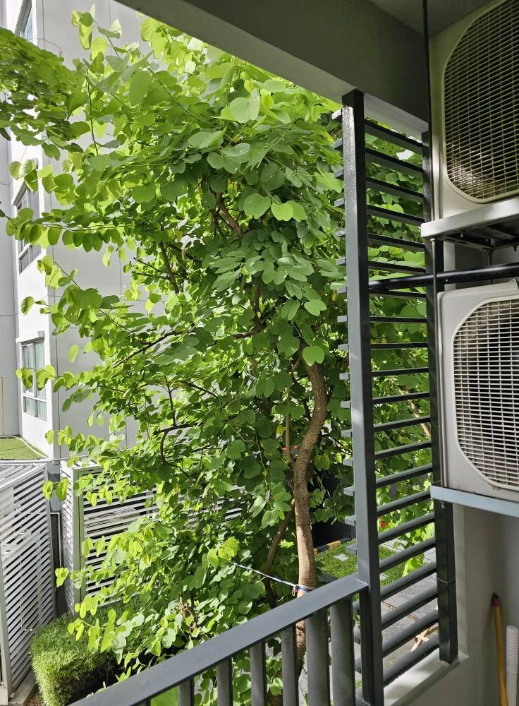 ขาย  Condo Elio Del Ray ห้องพร้อมอยู่ เฟอร์ครบ + เครื่องใช้ไฟฟ้าพร้อม รีบจองเลยก่อนพลาด++