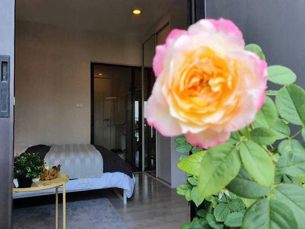 ขาย Plum Condo Central Station ห้องพร้อมอยู่ เฟอร์พร้อม รีบจองเลย ก่อนพลาด