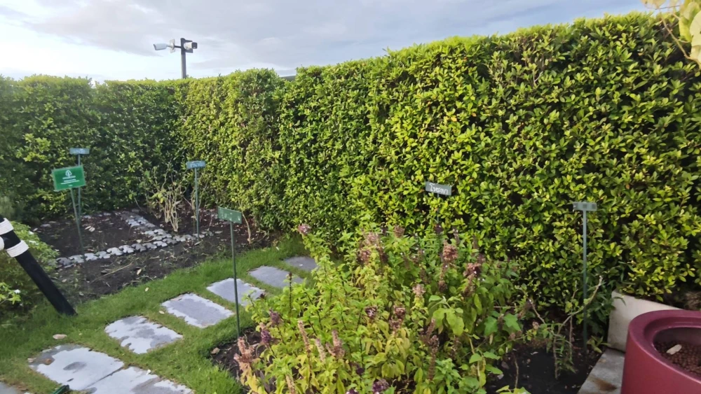 ✨ Premium Corner Unit for Rent - North Facing (No Afternoon Sun) ✨ The Line Vibe