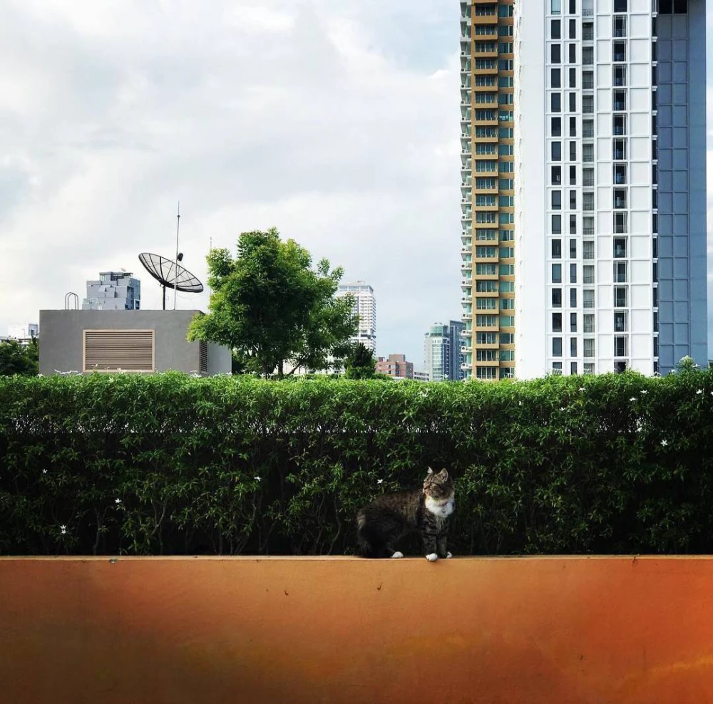 For rent: Maestro 39, 4th floor, private corner room, tree view, shady, pets allowed, both dogs and cats, must book.