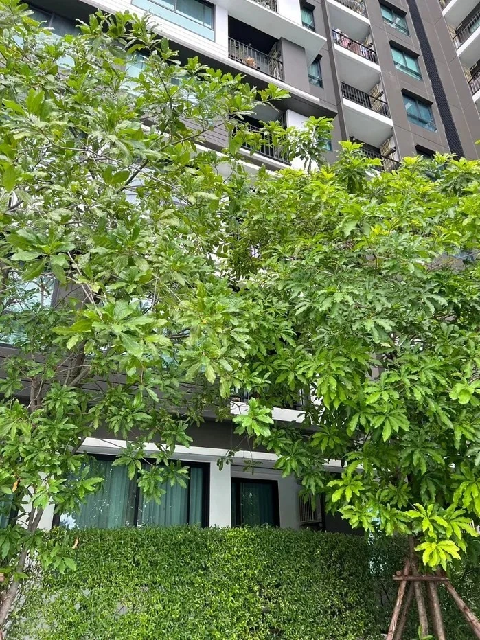 For rent: The Parkland Phetkasem - Tha Phra, pool and tree view, shady, not hot, fully furnished, if you delay, you'll definitely miss out.